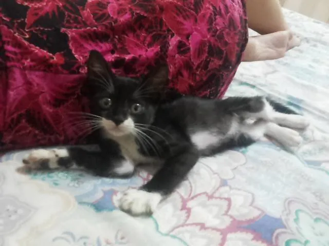 Gato ra a vira lata idade Abaixo de 2 meses nome sem nome