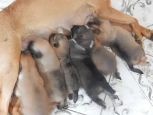 Cachorro raça SRD idade Abaixo de 2 meses nome pequeninos