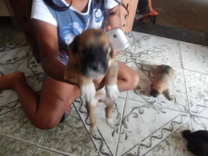 Cachorro ra a SRD idade Abaixo de 2 meses nome pequeninos