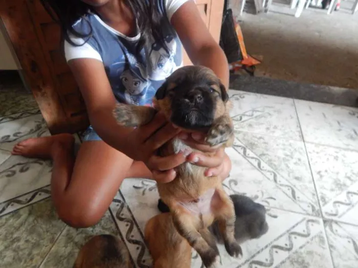 Cachorro ra a SRD idade Abaixo de 2 meses nome pequeninos
