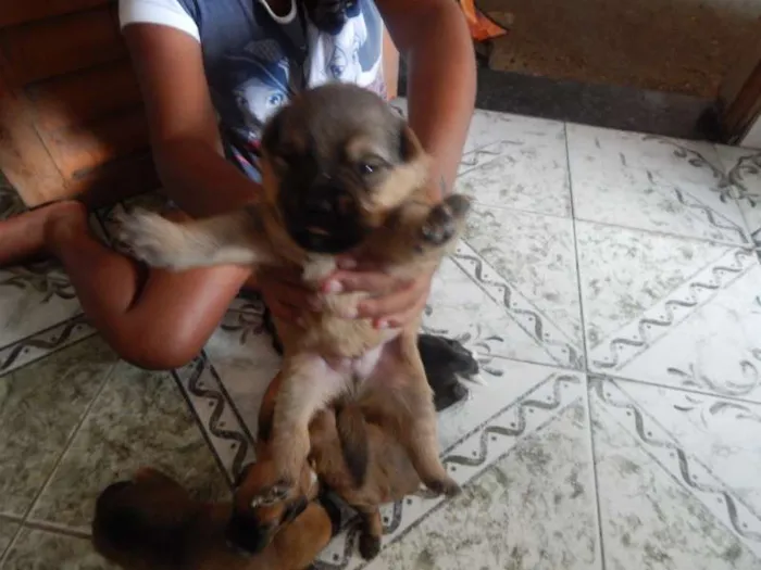 Cachorro ra a SRD idade Abaixo de 2 meses nome pequeninos