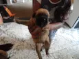 pequeninos