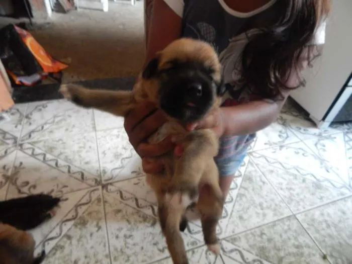 Cachorro ra a SRD idade Abaixo de 2 meses nome pequeninos
