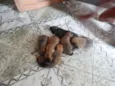 pequeninos
