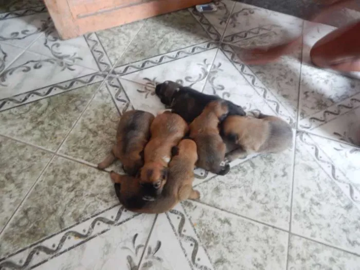 Cachorro ra a SRD idade Abaixo de 2 meses nome pequeninos