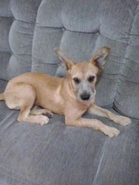 Cachorro ra a SRD idade 7 a 11 meses nome Princesa