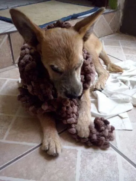 Cachorro ra a SRD idade 7 a 11 meses nome Princesa
