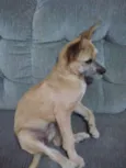 Princesa