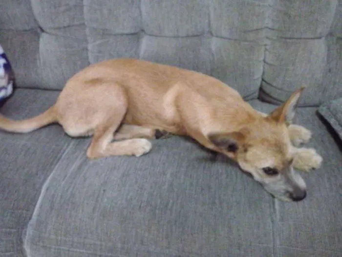 Cachorro ra a SRD idade 7 a 11 meses nome Princesa