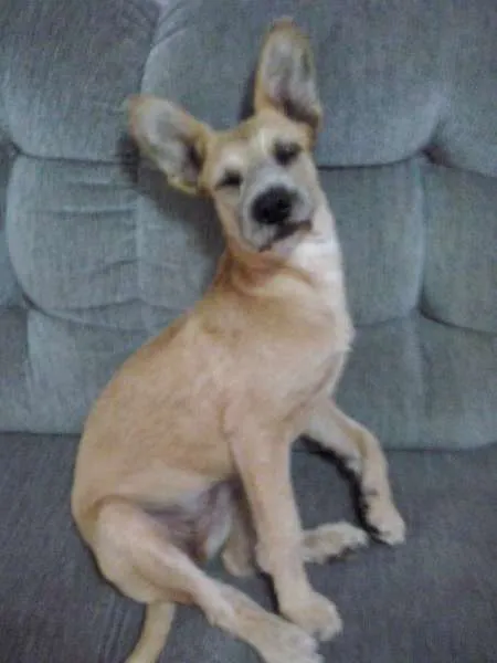 Cachorro ra a SRD idade 7 a 11 meses nome Princesa