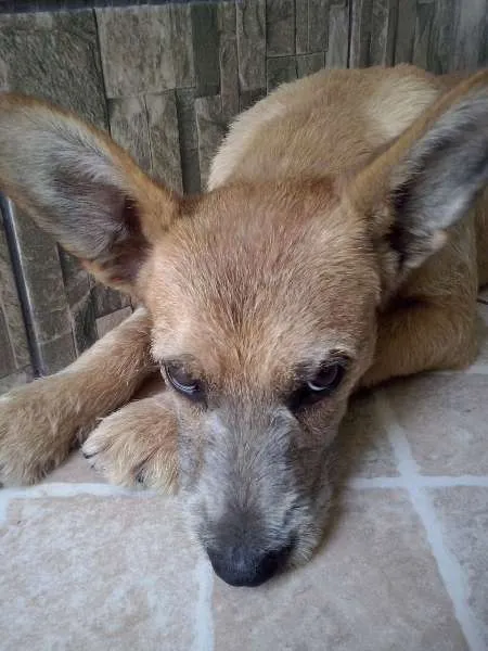 Cachorro ra a SRD idade 7 a 11 meses nome Princesa