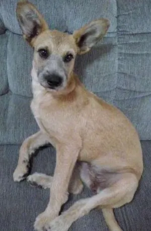 Cachorro raça SRD idade 7 a 11 meses nome Princesa