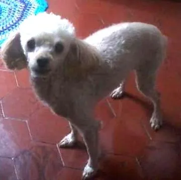 Cachorro ra a Poodle idade 5 anos nome Cat