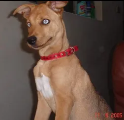 Cachorro raça SRD idade 6 ou mais anos nome Lilica