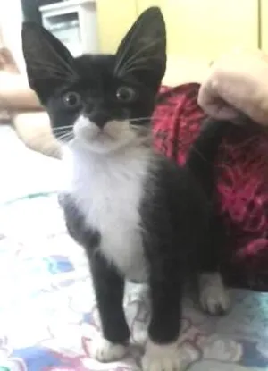 Gato raça vira lata idade Abaixo de 2 meses nome sem nome