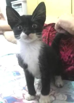 Gato ra a vira lata idade Abaixo de 2 meses nome sem nome