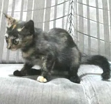 Gato ra a SRD idade 2 a 6 meses nome Marie