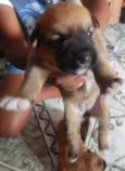pequeninos