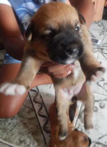 Cachorro ra a SRD idade Abaixo de 2 meses nome pequeninos