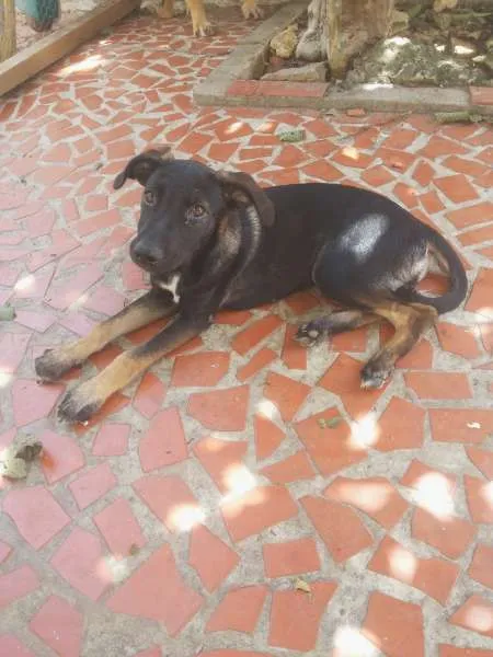 Cachorro ra a Não definida idade 2 a 6 meses nome Dara