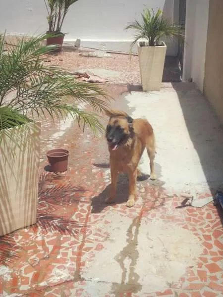 Cachorro ra a Pastor Alemão misturado idade 2 anos nome Ursula 