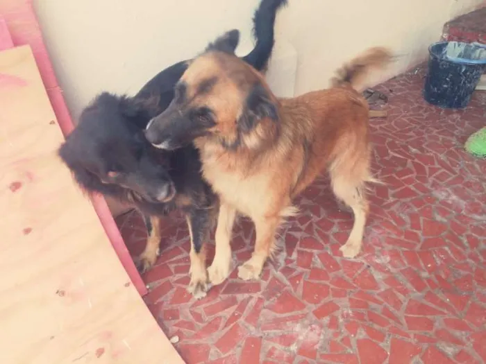 Cachorro ra a Pastor Alemão misturado idade 2 anos nome Ursula 