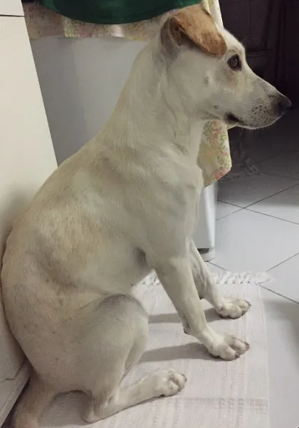 Cachorro ra a Viralata idade 2 anos nome Grazi