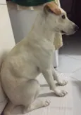 Grazi