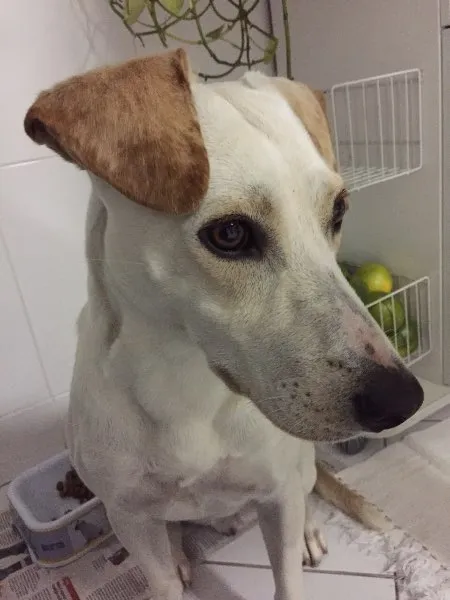 Cachorro ra a Viralata idade 2 anos nome Grazi