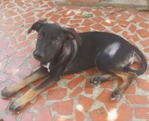 Cachorro raça Não definida idade 2 a 6 meses nome Dara