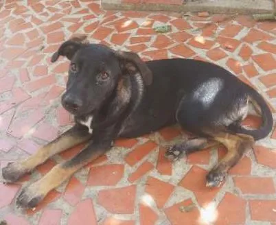 Cachorro ra a Não definida idade 2 a 6 meses nome Dara