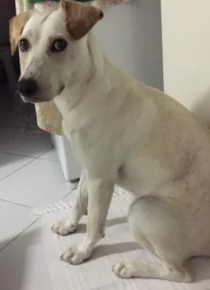 Cachorro raça Viralata idade 2 anos nome Grazi