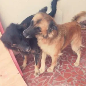 Cachorro raça Pastor Alemão misturado idade 2 anos nome Ursula 