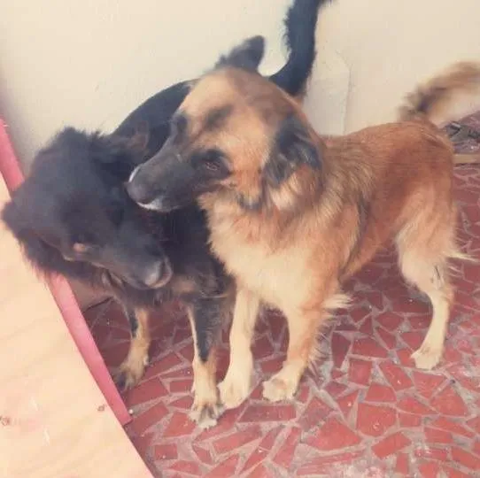 Cachorro ra a Pastor Alemão misturado idade 2 anos nome Ursula 