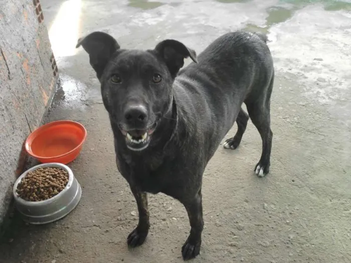 Cachorro ra a viral lata idade 1 ano nome Ba