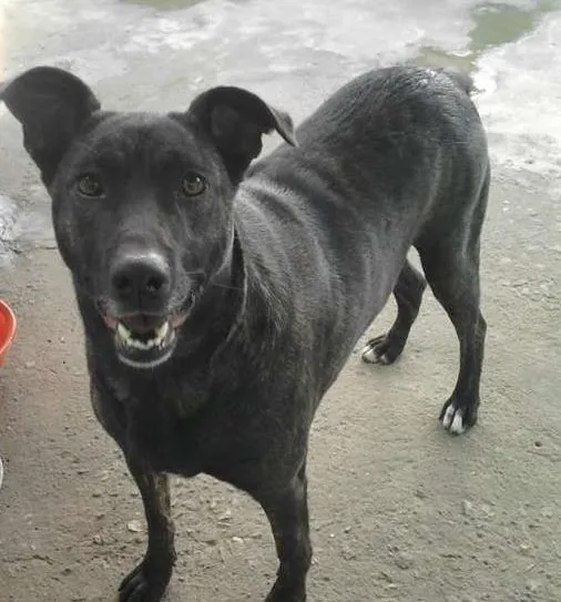 Cachorro ra a viral lata idade 1 ano nome Ba