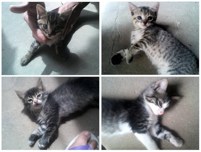 Gato ra a SRD idade 2 a 6 meses nome Lindos filhotes e s