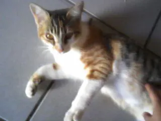 Gato ra a SRD idade 2 a 6 meses nome Lindos filhotes e s