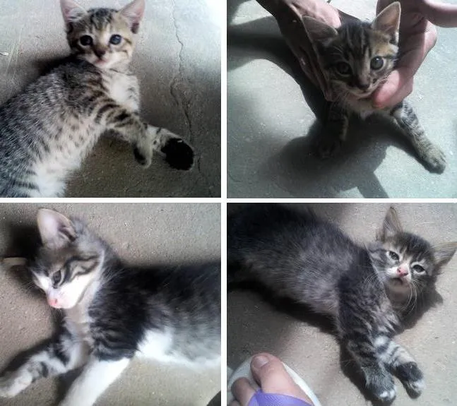 Gato ra a SRD idade 2 a 6 meses nome Lindos filhotes e s
