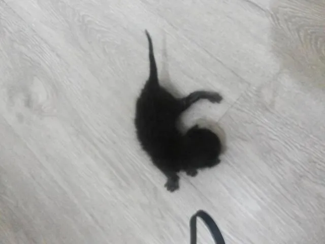 Gato raça sem raça definida idade Abaixo de 2 meses nome sem nome