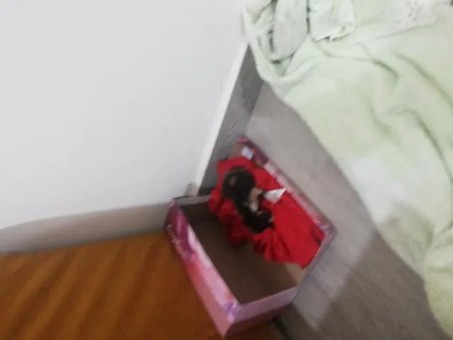Gato raça sem raça definida idade Abaixo de 2 meses nome sem nome
