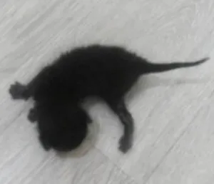 Gato raça sem raça definida idade Abaixo de 2 meses nome sem nome