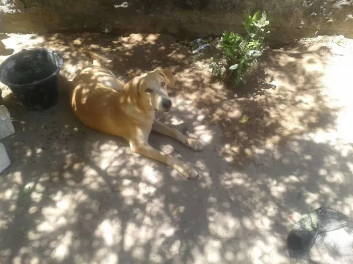 Cachorro raça mestiço com labrador idade 2 a 6 meses nome ENCONTRADO