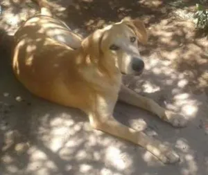 Cachorro raça mestiço com labrador idade 2 a 6 meses nome ENCONTRADO