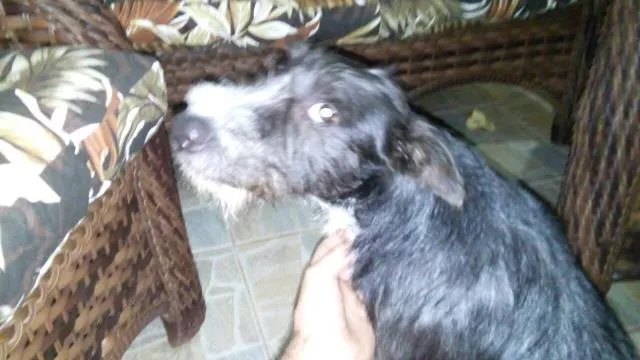 Cachorro ra a RND idade 7 a 11 meses nome Estopa