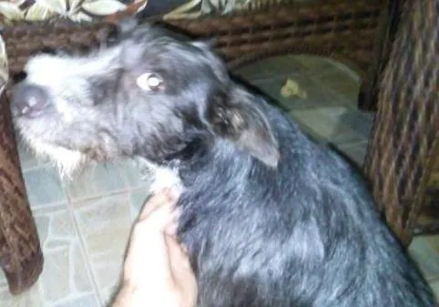 Cachorro ra a RND idade 7 a 11 meses nome Estopa