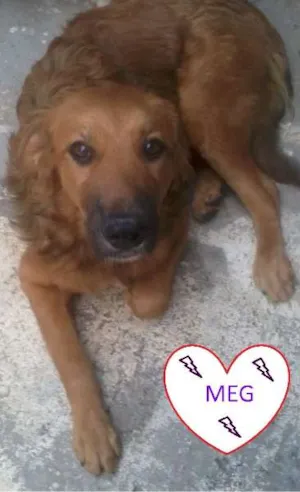 Cachorro raça SRD idade 2 a 6 meses nome MEG 