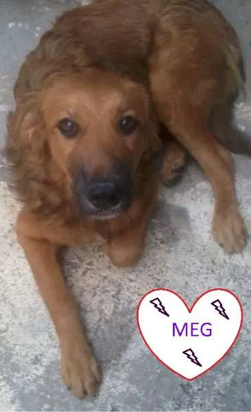 Cachorro ra a SRD idade 2 a 6 meses nome MEG 
