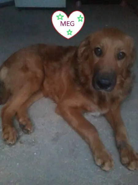Cachorro ra a SRD idade 2 a 6 meses nome MEG 