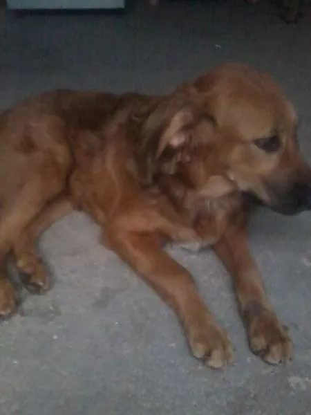 Cachorro ra a SRD idade 2 a 6 meses nome MEG 